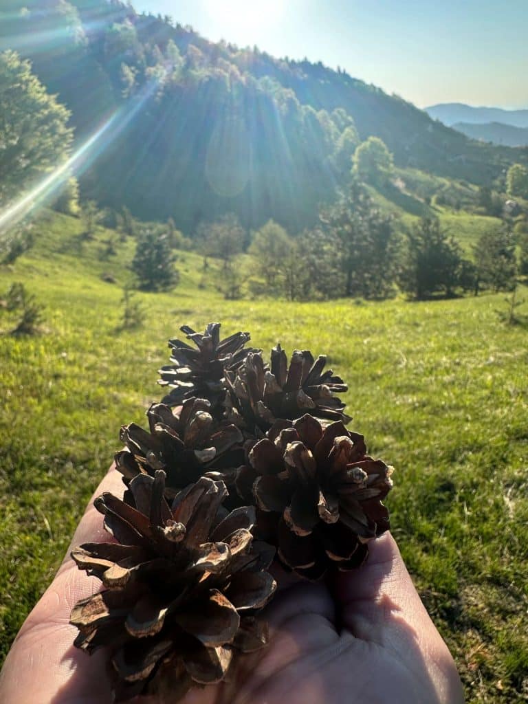 Šetnja po planini Tara i uživanje u prirodi